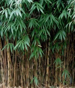 JARDINTROPIC - Pseudosasa japonica pot de 2 litres ? 40/60 cm