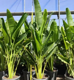 JARDINTROPIC - Ravenala madagascariensis (arbre du voyageur) pot de 130l multitroncs 100/125cm