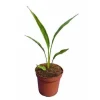 JARDINTROPIC - Ravenala madagascariensis (arbre du voyageur) 50 litres - pied 60/80 total:250/300cm