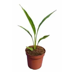 JARDINTROPIC - Ravenala madagascariensis (arbre du voyageur) 50 litres - pied 60/80 total:250/300cm