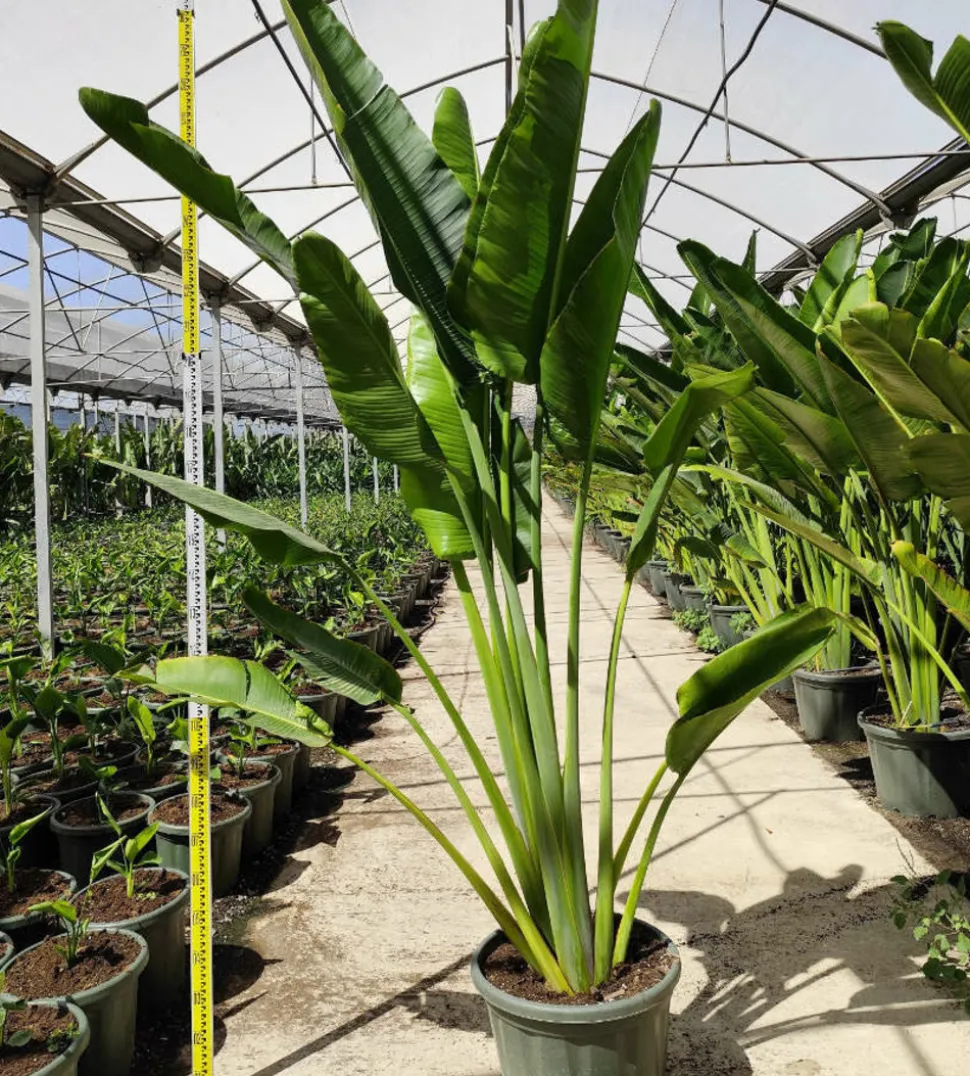 JARDINTROPIC - Ravenala madagascariensis (arbre du voyageur) 50 litres - pied 60/80 total:250/300cm