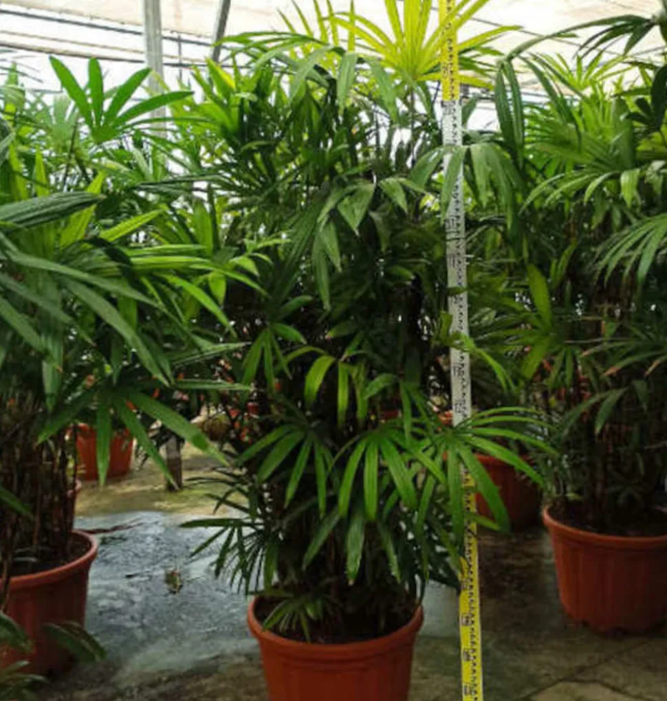 JARDINTROPIC - Rhapis excelsa (palmier bambou) pot de 50 litres ? 180/200 cm