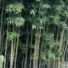 JARDINTROPIC - Semiarundinaria fastuosa var.viridis pot de 9 litres -140/160 cm