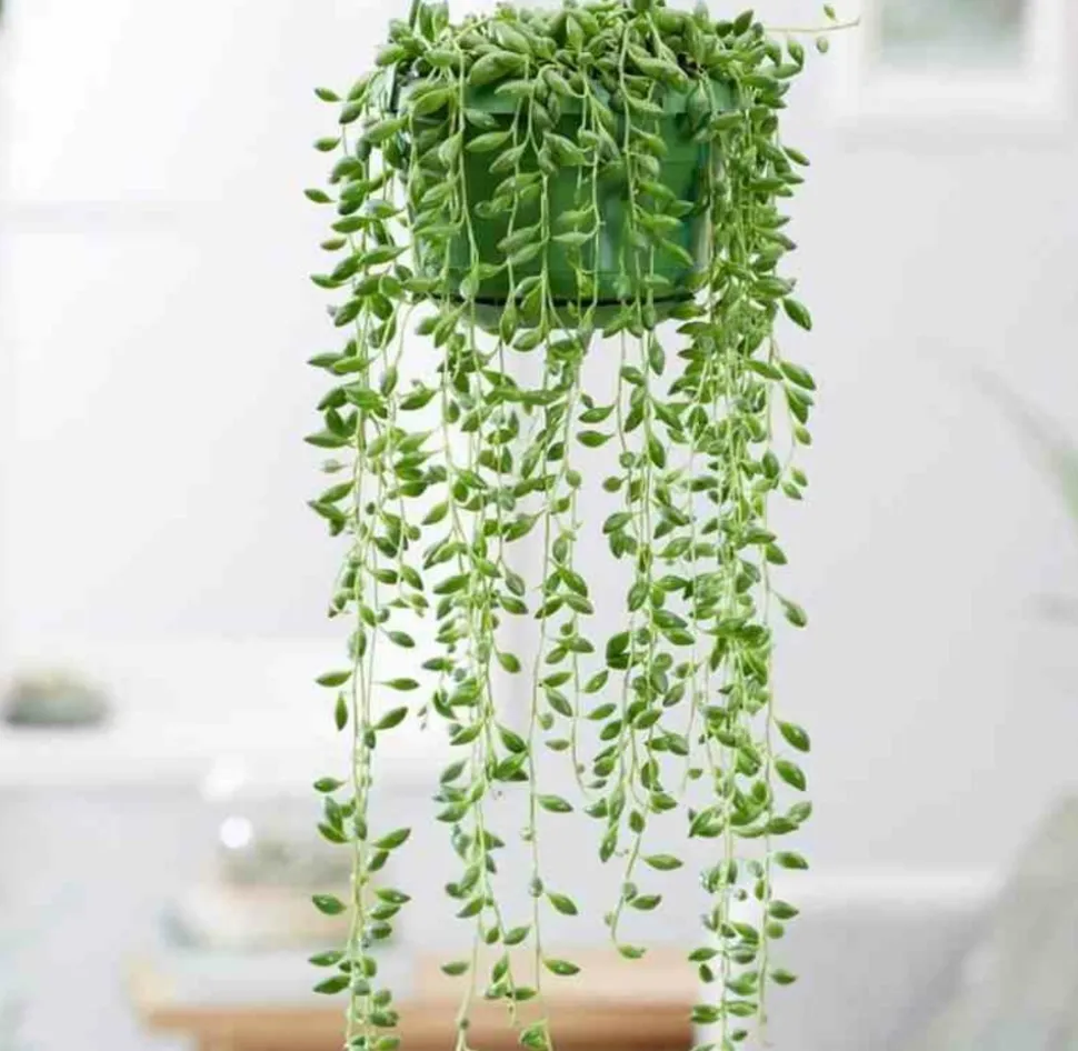 JARDINTROPIC - Senecio herreianus (collier de perles) pot de 1 litre - 0/80 cm