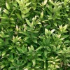 JARDINTROPIC - Shibataea kumasaca pot de 2 litres - 5/20 cm