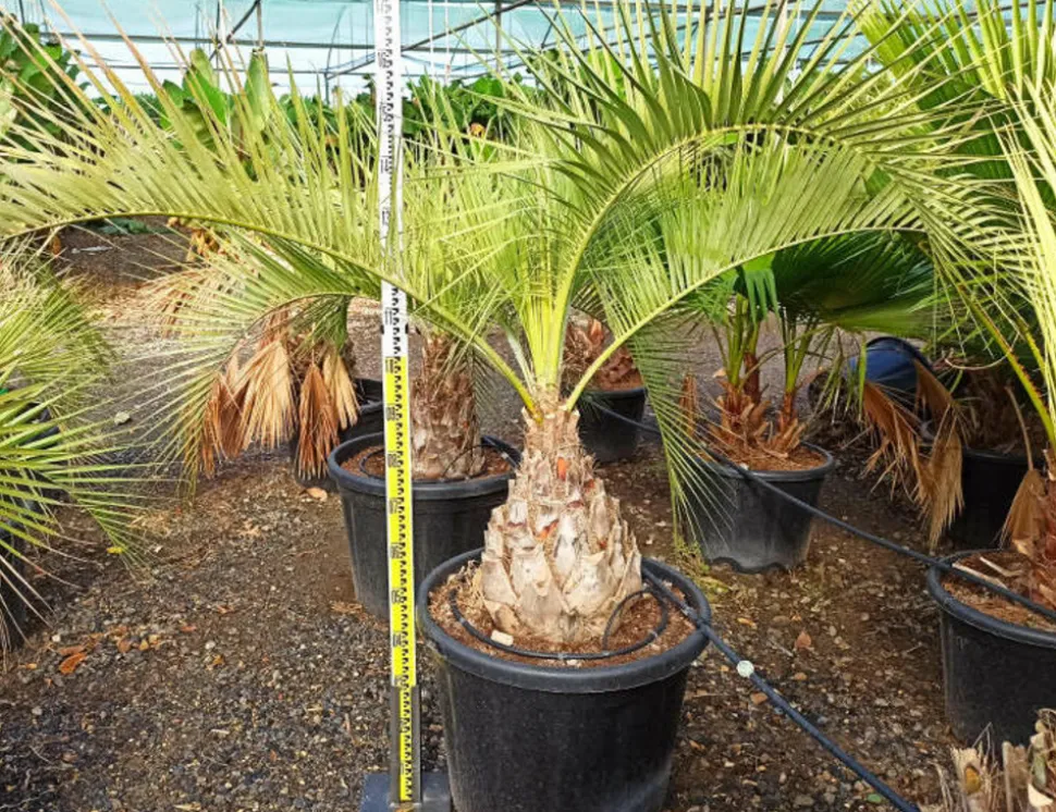 JARDINTROPIC - Spécimen de butia capitata (palmier à vin ou gelée) pot de 2 litres ? 20/30 cm
