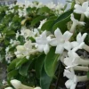 JARDINTROPIC - Stephanotis floribunda (jasmin de madagascar) pot de 25l- 125/150cm