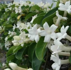 JARDINTROPIC - Stephanotis floribunda (jasmin de madagascar) pot de 25l - 200-225cm