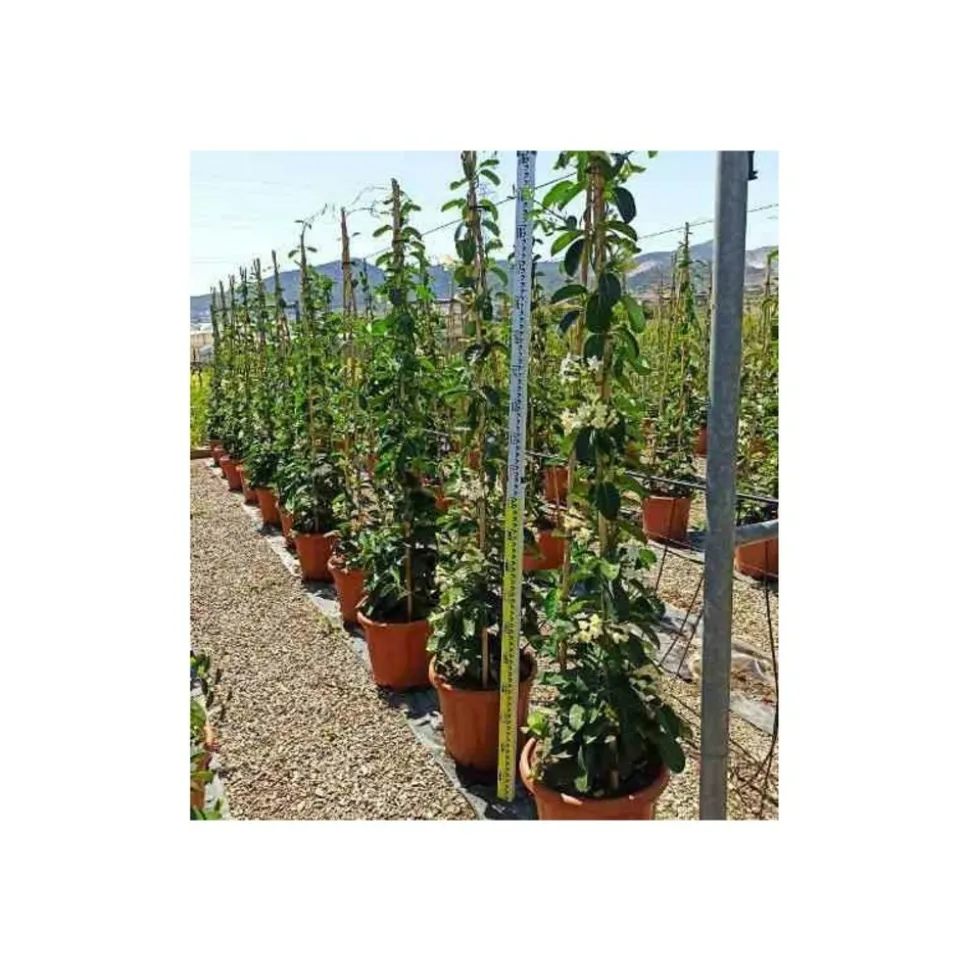 JARDINTROPIC - Stephanotis floribunda (jasmin de madagascar) pot de 2 litres ? 40/60 cm