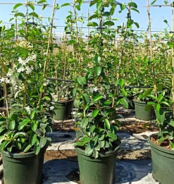 JARDINTROPIC - Stephanotis floribunda (jasmin de madagascar) pot de 2 litres ? 40/60 cm