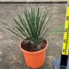 JARDINTROPIC - Yucca filifera (palmier de saint pierre) pot de 2 litres - 20/40 cm