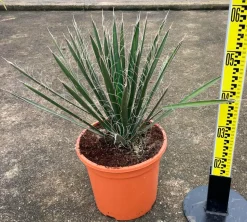 JARDINTROPIC - Yucca filifera (palmier de saint pierre) pot de 25l - 80/100cm
