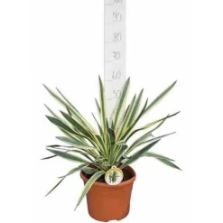 JARDINTROPIC - Yucca gloriosa variegata (dague espagnole) pot de 110l 100/125cm