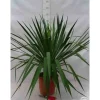 JARDINTROPIC - Yucca gloriosa (dague espagnole) pot de 25l - 80/100cm