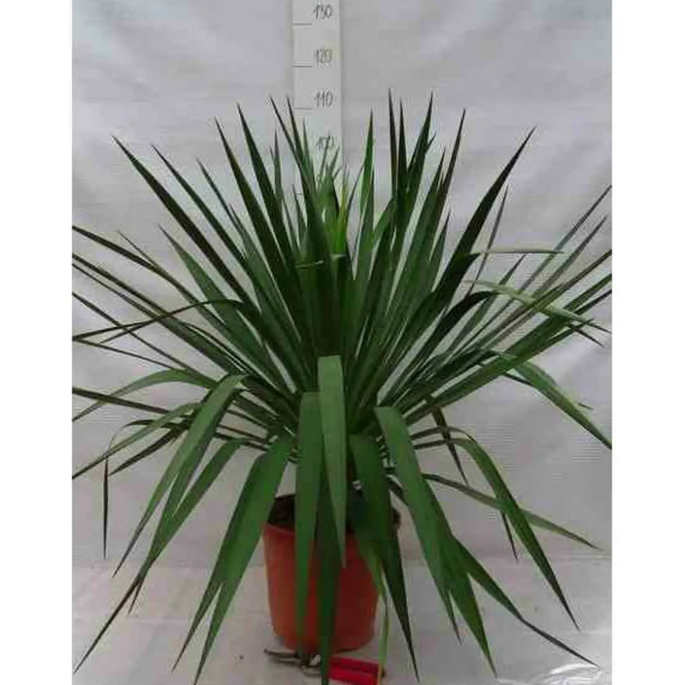 JARDINTROPIC - Yucca gloriosa (dague espagnole) pot de 25l - 80/100cm