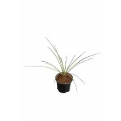 JARDINTROPIC - Yucca rostrata pot de 25l 100-125 cm. Tr. 050-060cm.
