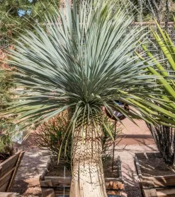 JARDINTROPIC - Yucca rostrata pot de 25l 100-125 cm. Tr. 050-060cm.