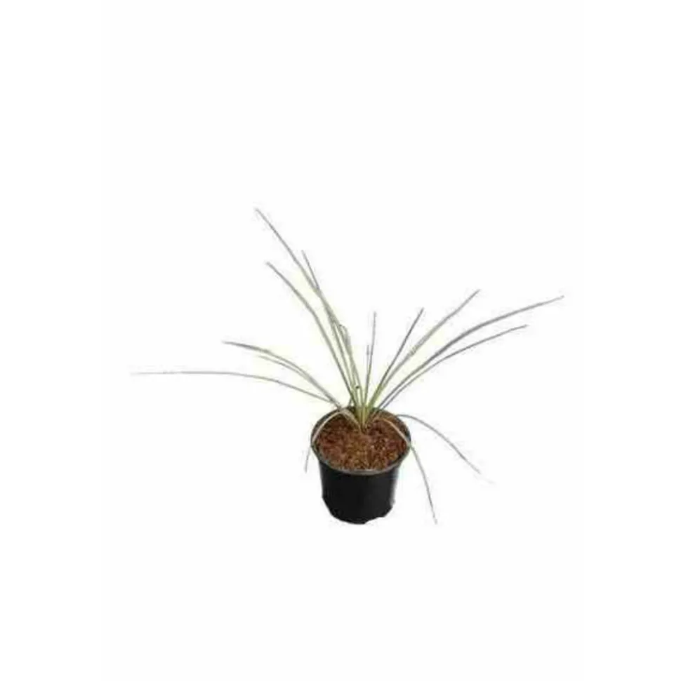 JARDINTROPIC - Yucca rostrata pot de 45l tronc 100/125cm hauteur 175/200cm