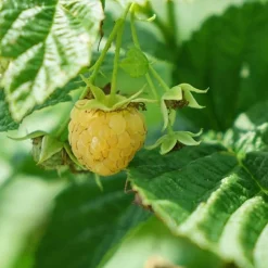 JAVOY PLANTES - Framboisier remontant 'fall gold' - rubus idaeus 1,5l - 40/60cm