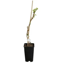 JAVOY PLANTES - Framboisier remontant 'heritage' - rubus idaeus 3l - 60/90cm