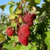JAVOY PLANTES - Framboisier remontant 'zeva' - rubus idaeus 1,5l - 40/60cm
