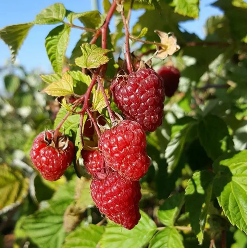JAVOY PLANTES - Framboisier remontant 'zeva' - rubus idaeus 1,5l - 40/60cm