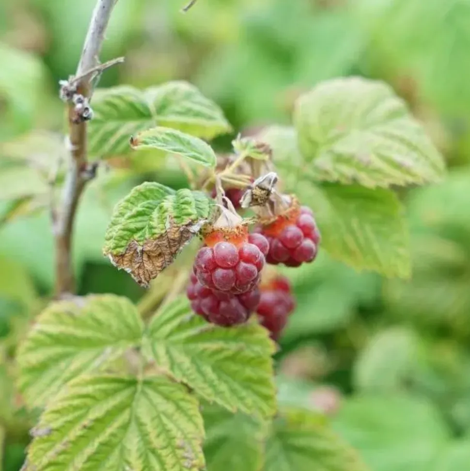 JAVOY PLANTES - Framboisier non remontant 'malling promise' - rubus idaeus 1,5l - 40/60cm