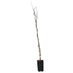 JAVOY PLANTES - Glycine de chine 'alba' - wisteria sinensis 1,5l - 40/60cm