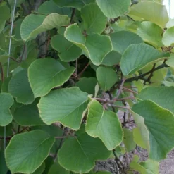 JAVOY PLANTES - Kiwi mâle - actinidia deliciosa 3l - 60/90cm