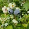 JAVOY PLANTES - Myrtille arbustive hardy blue - vaccinium corymbosum 3l - 60/90cm