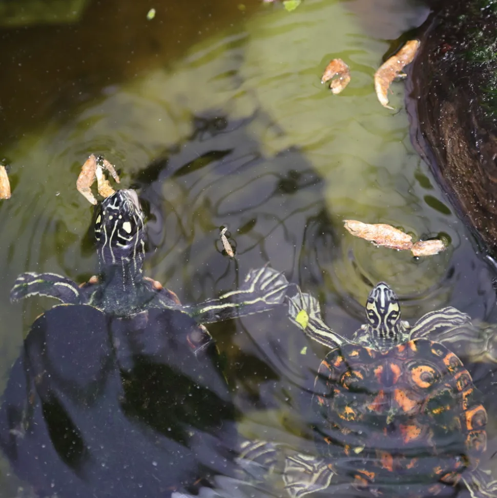 JBL - Crustarus, alimentation pour tortues d’eau : 250ml