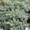 Juniperus blue star H.25/30cm : Pot 5L