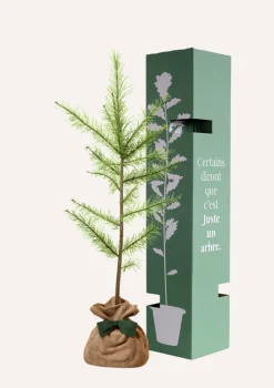 JUSTE UN ARBRE. - Melèze d'europe | offrez un arbre pour célébrer les grands moments de vie (naissance, mariage). Un cadeau unique.