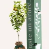 JUSTE UN ARBRE. - Poirier conférence | arbre cadeau naissance, mariage, baptême, anniversaire - cadeau naturel qui dure toute la vie.