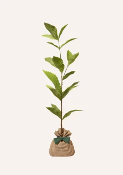 JUSTE UN ARBRE. - Pommier