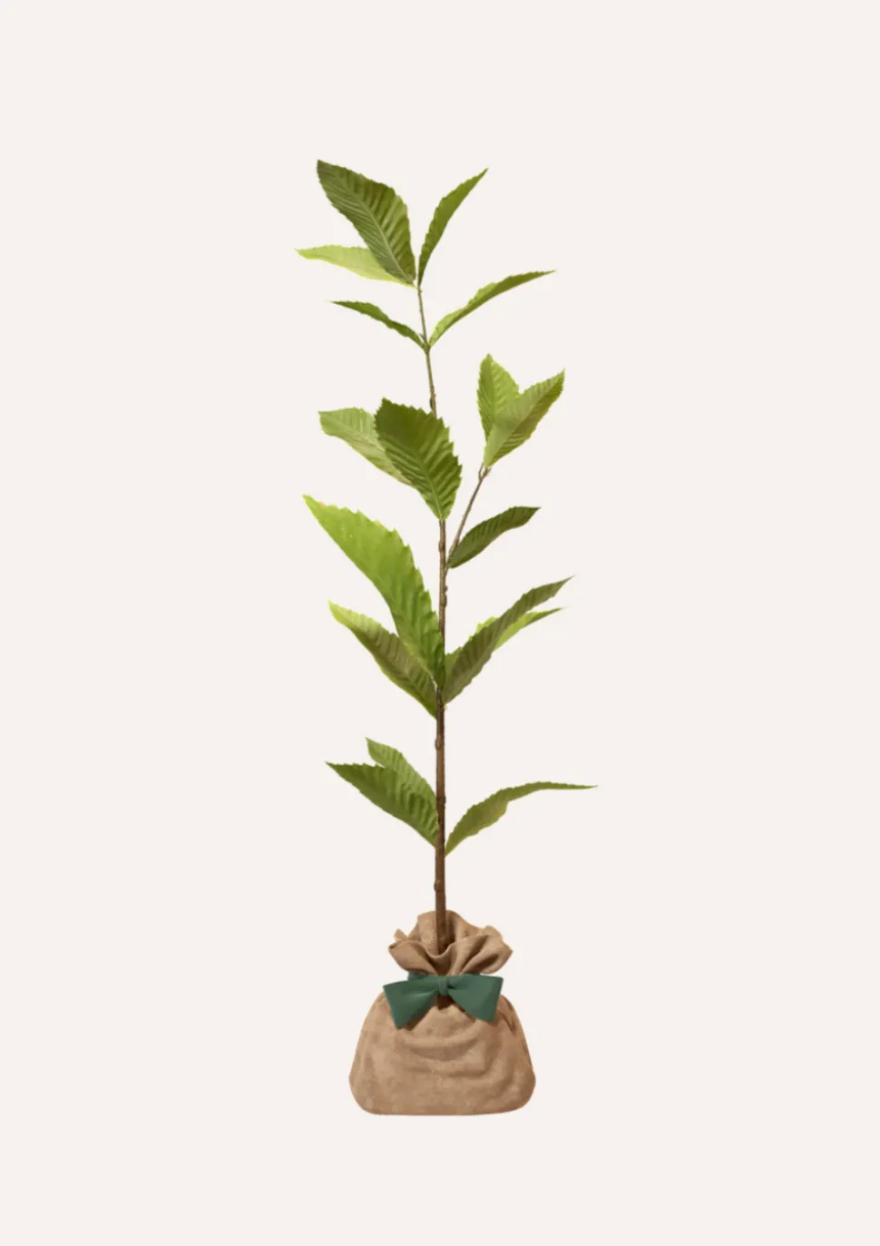 JUSTE UN ARBRE. - Pommier "reine des reinettes" | offrez un arbre pour célébrer les grands moments de vie (naissance, mariage).