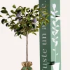 JUSTE UN ARBRE. - Prunier "quetsche d'alsace" | idée cadeau : naissance, mariage, anniversaire, baptême