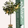 JUSTE UN ARBRE. - Prunier "reine claude dorée" | idée cadeau : naissance, mariage, anniversaire, baptême
