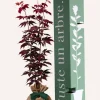 JUSTE UN ARBRE. - Érable du japon 'bloodgold' | cadeau idéal : naissance, crémaillère, mariage, anniversaire, baptême