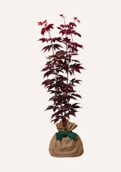 JUSTE UN ARBRE. - Érable du japon 'bloodgold' | cadeau idéal : naissance, crémaillère, mariage, anniversaire, baptême