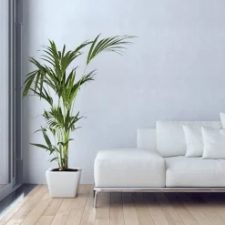 Kentia : H.100/120 cm D24cm