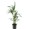 Kentia : H.90/100cm, D17cm