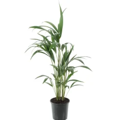 Kentia : H.90/100cm, D17cm
