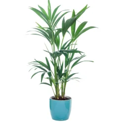 Kentia : H.90/100cm, D17cm