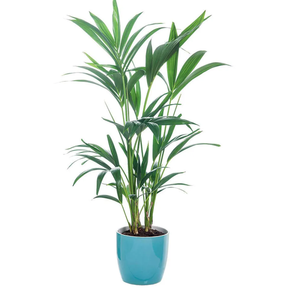 Kentia : H.90/100cm, D17cm