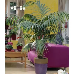 Kentia : H.90/100cm, D17cm