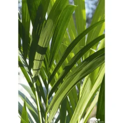 Kentia : H.90/100cm, D17cm