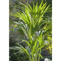 Kentia : H.90/100cm, D17cm