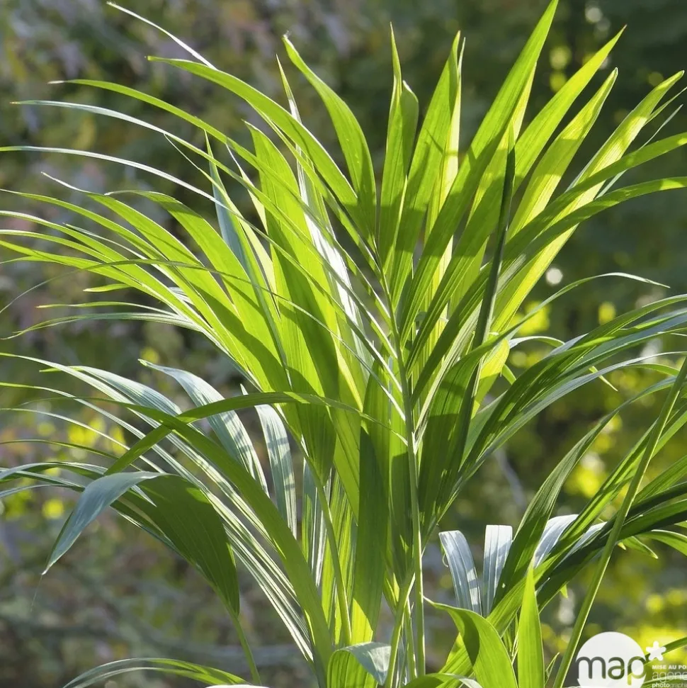 Kentia : H.160cm petit modèle pot