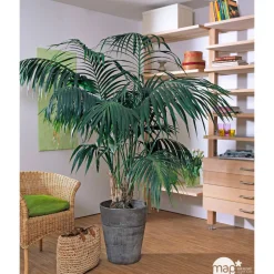Kentia : H.180cm petit modèle pot
